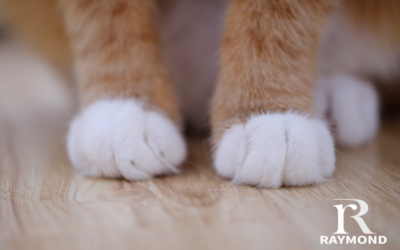 Council Votes to Issue Voluntary Cat Licenses