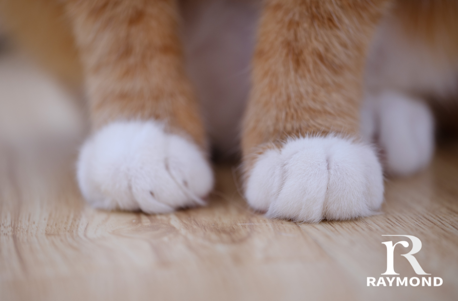 Council Votes to Issue Voluntary Cat Licenses