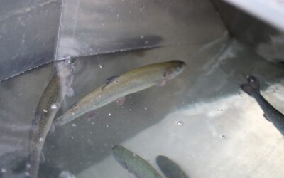 Corner Lake Restock