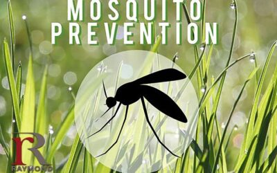 Mosquito Spraying